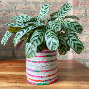 Rope Planter Wrap for 4.5" Houseplant Pot